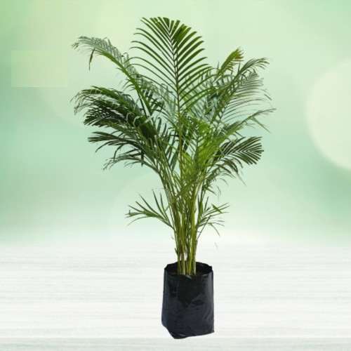 ornamental landscaping areca pal.jpg