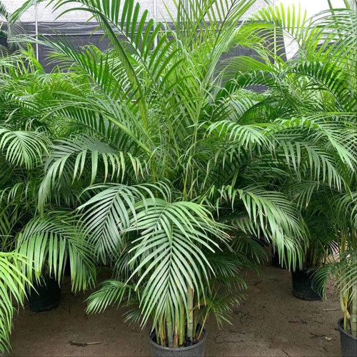 areca palm (1).jpg