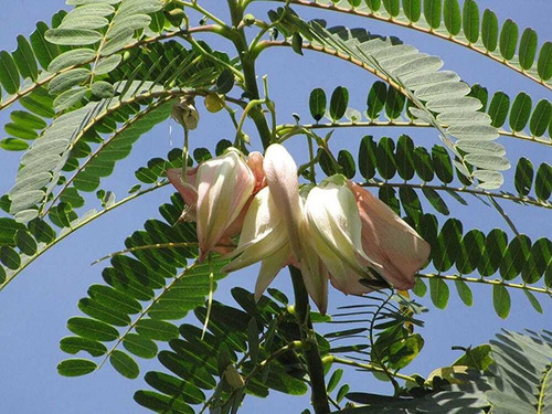 50 agasthi bokful agathi keerai.jpg