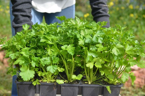 1955 coriander 61 alogardening o.jpg