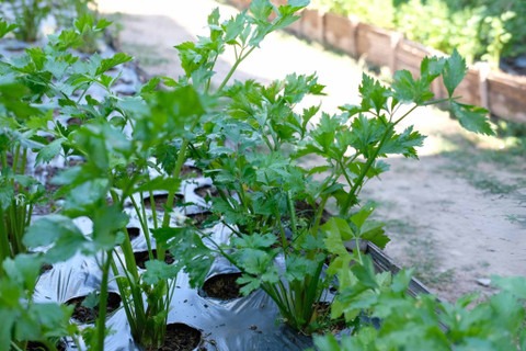 400 coriander 2 seedsilk origina.jpg