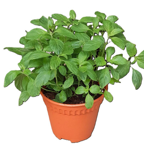 Peppermint 2 910x1155.jpg