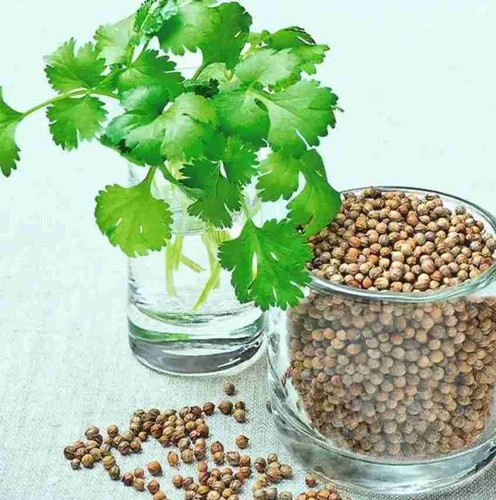 125 coriander seeds for planting.jpg