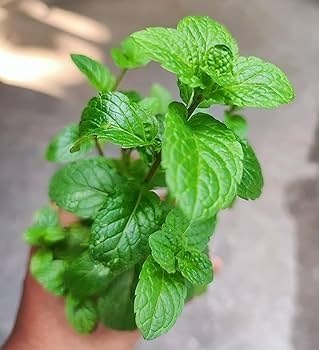 41XtLo7cUmL. AC UF350,350 QL80.jpg
