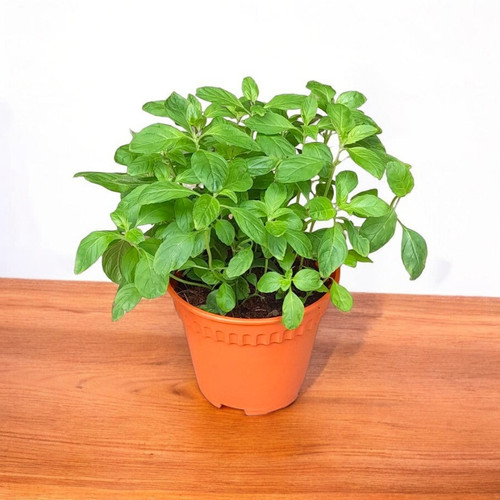 Peppermint plant with pot.jpg