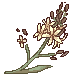 asphodel.png