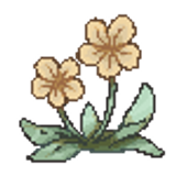 buttercup