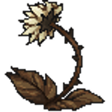 thorny dustflower
