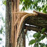 ⚠️ Emergency Tree Removal — 24/7 Rapid Response.png