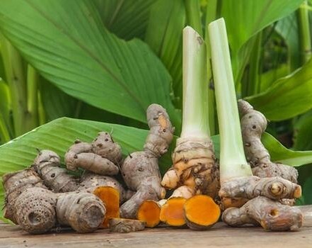 turmeric or curcuma longa linn o.jpg