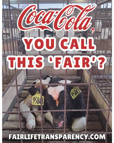 BREAKING The WORST dairy cruelty ever caught on camera! Fairlife and its suppliers have been exposed.jpg