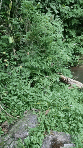 ezgif.com gif maker(1).gif