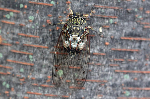 cicada gdc505a9b9 1280