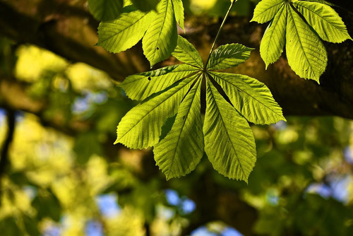 chestnut leaf ga62f1b712 1280.jpg