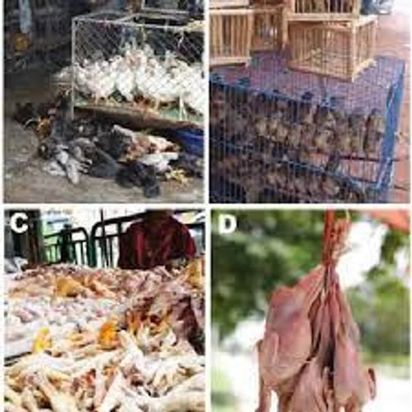 birds meat market