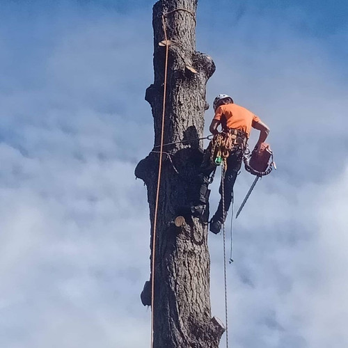 Professional Tree Services Ringwood.jpg