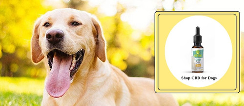 Shop CBD for Dogs.jpg