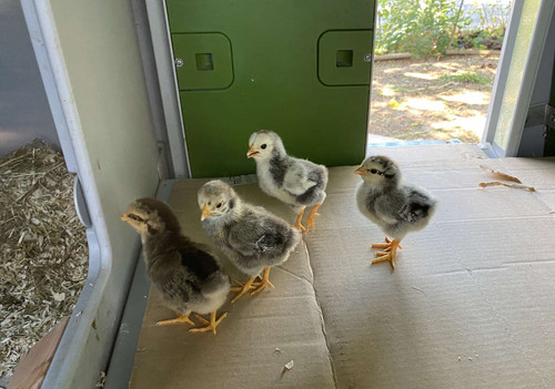 huhn.jpg
