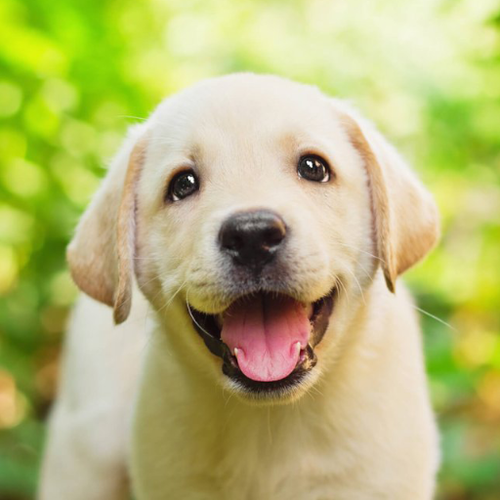 Dog Sound ICON listing.png