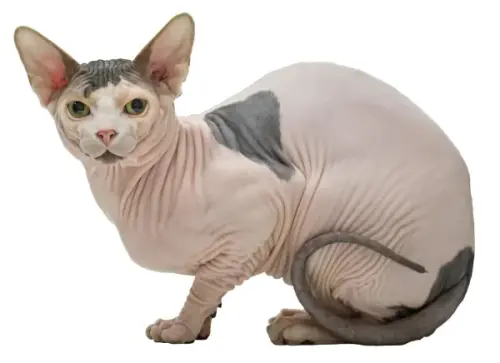 sphynx 720 1 600.webp