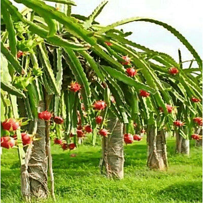 Buy Fruit Plants Online From India’s Best And Fresh Plant Provider.png