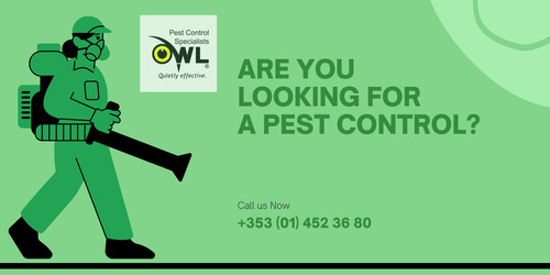 Dublin's Best Pest Control Company for Your Home or Office.jpg