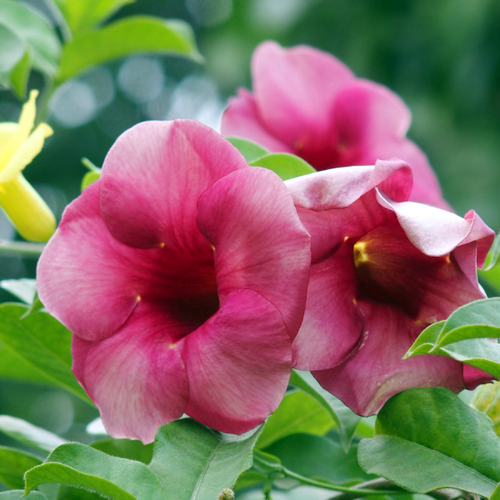 Best Low Maintenance Plants for Balcony Garden.png