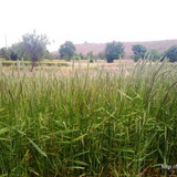 khanik