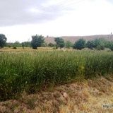khanik
