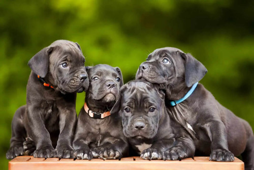 Cane Corso Price Details: How Much Does a Cane Corso Cost?.jpg