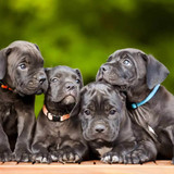 Cane Corso Price Details: How Much Does a Cane Corso Cost?