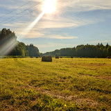 луг (04 07 1 2022)