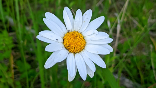 ромашка (04 07 2022)