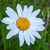 ромашка (04 07 2022)