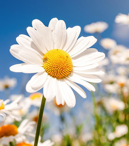 Top 25 Most Beautiful Daisy Flowers.jpg