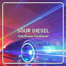 Feminised Sour Diesel Seeds For Sale.jpg