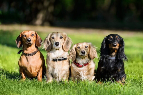 Long Haired Dachshund: Temperament, Care, Pictures, and More.jpg