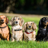 Long Haired Dachshund: Temperament, Care, Pictures, and More
