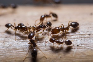 Fire Ant Extermination Waterloo.jpg
