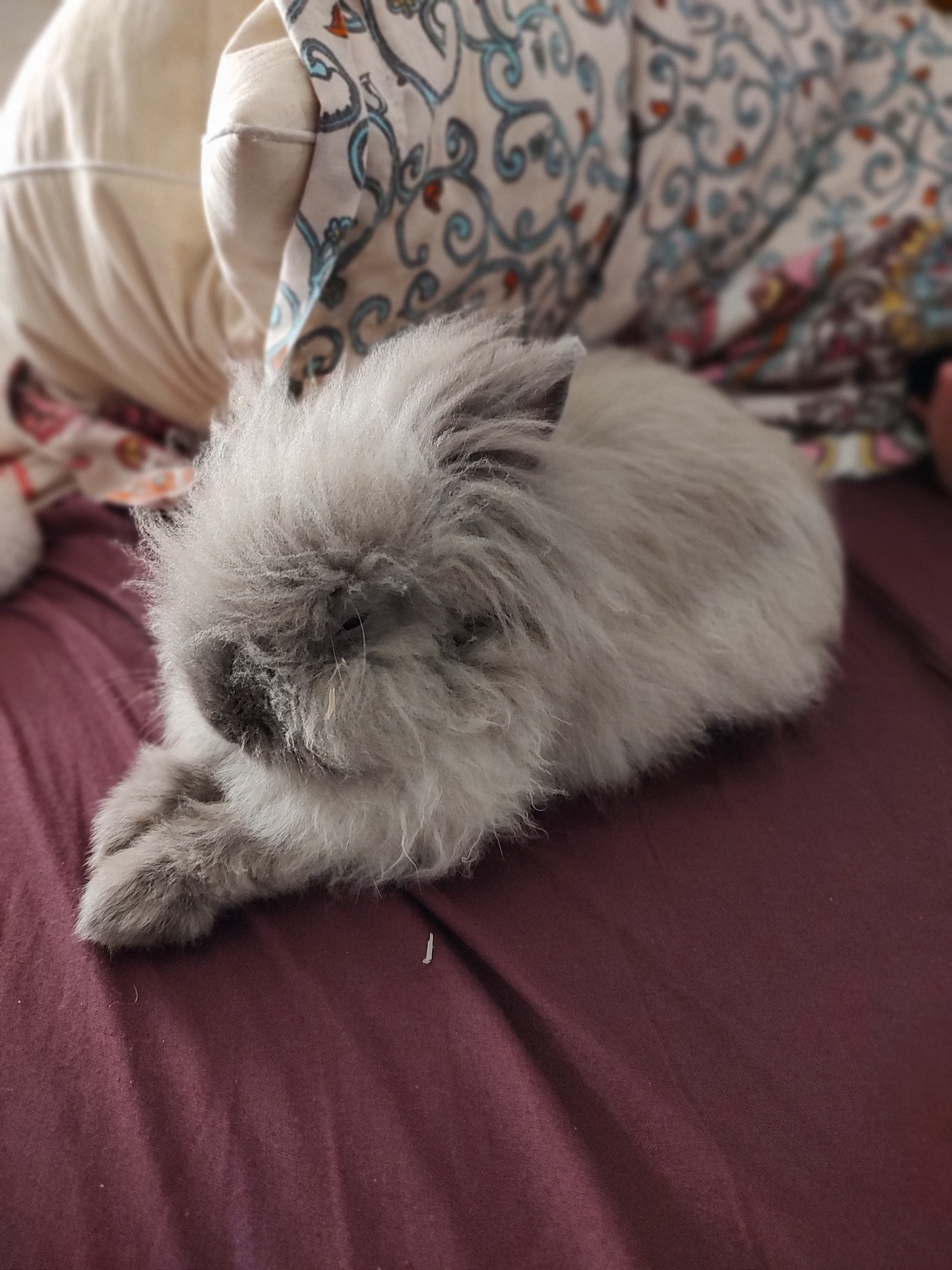 Kramer Rabbits Finally have a landlord who let us get a pet, I need to share Kramer ...