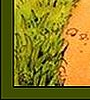 Rupert Bear 1 5.png