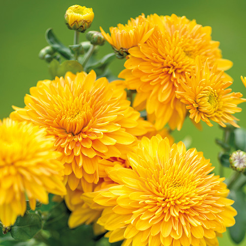Chrysanthemum 'Gompie Orange'.jpg