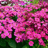 Cineraria Maritima Flowering Seeds 2