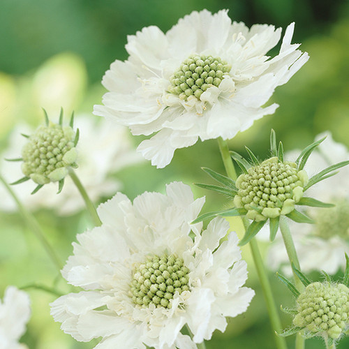 Scabiosa caucasia Alba.jpg