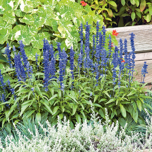 SALVIA FARINACEA 'VICTORIA BLUE'.jpg