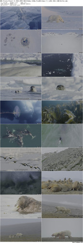 BBC.Frozen.Planet.II.2022.EP02.UHD.BluRay.2160p.TrueHD.Atmos.7.1.x265.10bit.HDR BeiTai preview.jpg