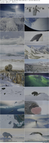 BBC.Frozen.Planet.II.2022.EP01.UHD.BluRay.2160p.TrueHD.Atmos.7.1.x265.10bit.HDR BeiTai preview.jpg