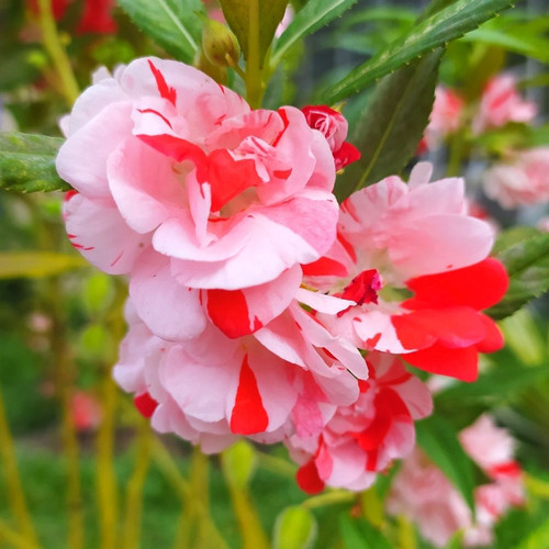 Balsam Bush Pinkish Red Seeds.jpg