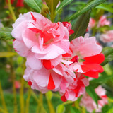 Balsam Bush Pinkish Red Seeds