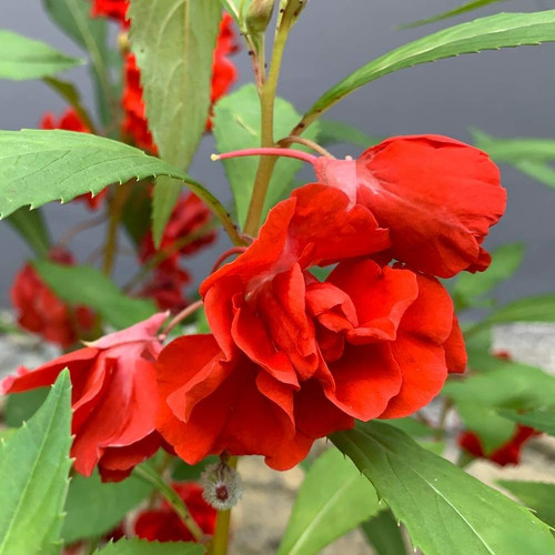 Balsam Bush Rose Colour Seeds 1.jpg